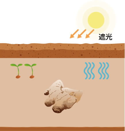 金時ショウガ